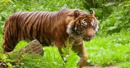 Sumatra Tiger im Endau Rompin Nationalpark