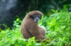 Gibbon Affe im Logan Bunut Nationalpark