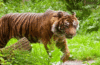 Sumatra Tiger im Endau Rompin Nationalpark
